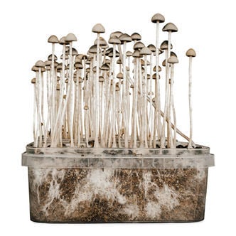Vente de Kit de culture de champignons Panaméricain - Setnatur