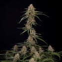 Blue Cheese F1 Automatic (Zamnesia Seeds) féminisée