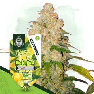 Gelonade Automatic (Zamnesia Seeds) féminisée