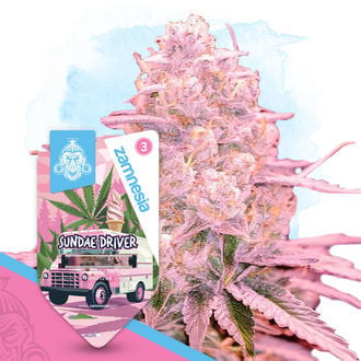 Sundae Driver (Zamnesia Seeds) féminisée