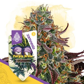 Purple Urkle (Zamnesia Seeds) féminisée