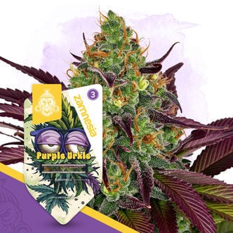 Purple Urkle Automatic (Zamnesia Seeds) féminisée