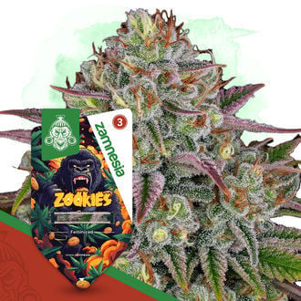 Zookies (Zamnesia Seeds) féminisée