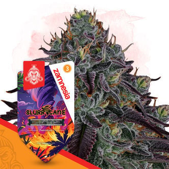 Slurricane (Zamnesia Seeds) féminisée