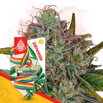 Rainbow Belts Automatic (Zamnesia Seeds) féminisée