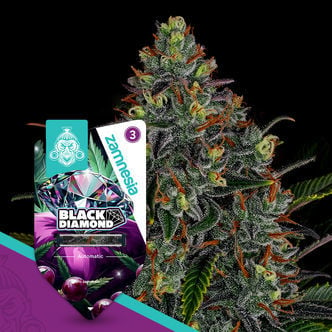 Black Diamond Automatic (Zamnesia Seeds) féminisée