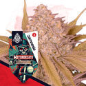 Motorbreath (Zamnesia Seeds) féminisée