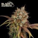 Black Rainbow (Seedstockers) féminisée