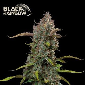 Black Rainbow Auto (Seedstockers) féminisée