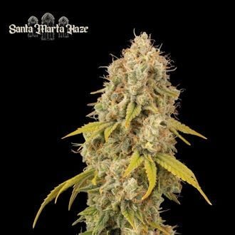 Santa Marta Haze (Seedstockers Superior) féminisée