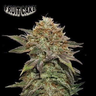 Fruit Cake (Seedstockers) féminisée