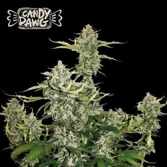 Candy Dawg Auto (Seedstockers) féminisée