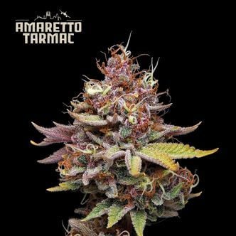 Amaretto Tarmac (Seedstockers) féminisée