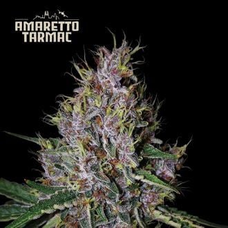 Amaretto Tarmac Auto (Seedstockers) féminisée