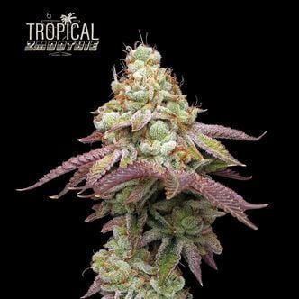 Tropical Zmoothie (Seedstockers) féminisée