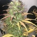 Girl Scout Kush Auto (Pure Instinto) féminisée