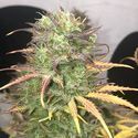 Girl Scout Kush Auto (Pure Instinto) féminisée