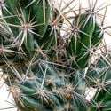 Opuntia invicta (Grusonia invicta)