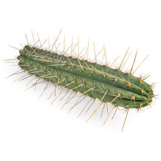 Torche Péruvienne XL (Echinopsis peruviana)