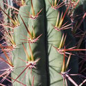 Torche Péruvienne XL (Echinopsis peruviana)