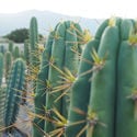 Torche Péruvienne XL (Echinopsis peruviana)