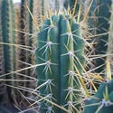 Torche Péruvienne XL (Echinopsis peruviana)