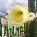 Torche Bolivienne XL (Echinopsis bridgesii)