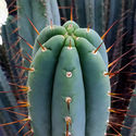 Torche Bolivienne XL (Echinopsis bridgesii)