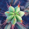 Torche Bolivienne XL (Echinopsis bridgesii)