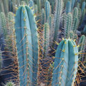 Torche Bolivienne XL (Echinopsis bridgesii)