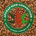 Herat (Afghan Seed Connection) régulière