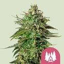 Larry OG (Royal Queen Seeds) féminisée