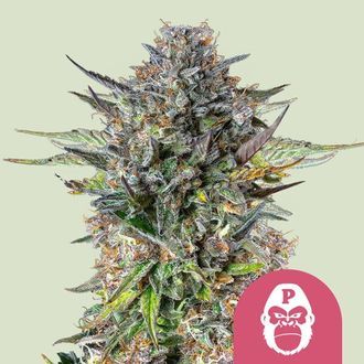 Pink Gorilla (Royal Queen Seeds) féminisée