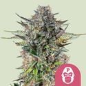 Pink Gorilla (Royal Queen Seeds) féminisée