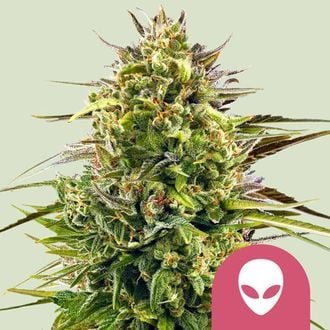 Alien OG (Royal Queen Seeds) féminisée