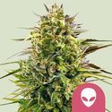 Alien OG (Royal Queen Seeds) féminisée