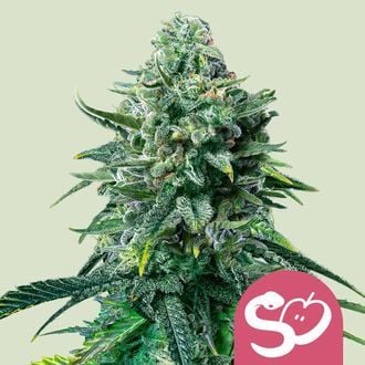 Forbidden Fruit (Royal Queen Seeds) féminisée