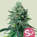 Forbidden Fruit (Royal Queen Seeds) féminisée