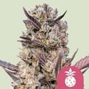 Tropicana Cookies Purple (Royal Queen Seeds) féminisée