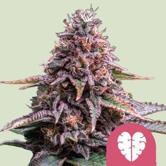 Pink Mist (Royal Queen Seeds) féminisée