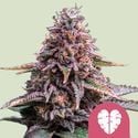 Pink Mist (Royal Queen Seeds) féminisée