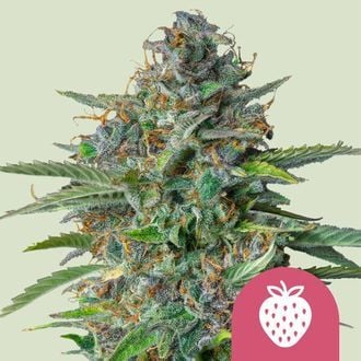 Strawberry Cough (Royal Queen Seeds) féminisée