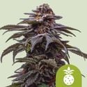 Tropicana Cookies Purple Automatic (Royal Queen Seeds) féminisée