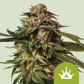 Special Queen 1 Automatic (Royal Queen Seeds) féminisée