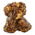 Truffes Magiques Titan (Zamnesia)