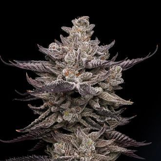 El Valle Haze (Compound Genetics) féminisée