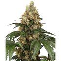 Chocolate Rainbow XXL (Sensi Seeds) féminisée