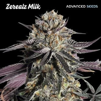 Zerealz Milk (Advanced Seeds) féminisée