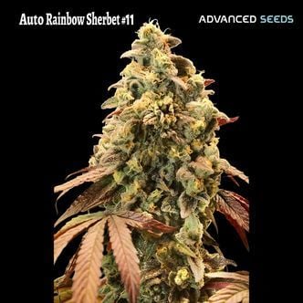 Auto Rainbow Sherbet 11 (Advanced Seeds) Féminisée