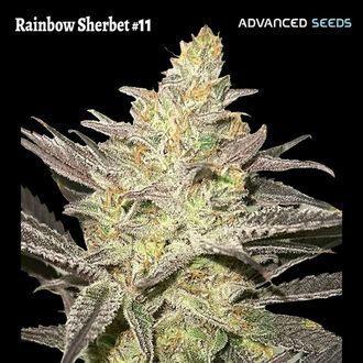 Rainbow Sherbet #11 (Advanced Seeds) Féminisée